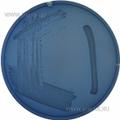Simmons Citrate Agar