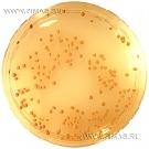 DG18 Agar (ISO) - Dichloran (18%) Glycerol Agar