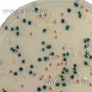 Harlequin E.Coli / Coliform  Medium