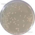 Microbial Content Test Agar (M.C.T.A.)