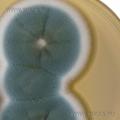 Sabouraud Maltose Agar